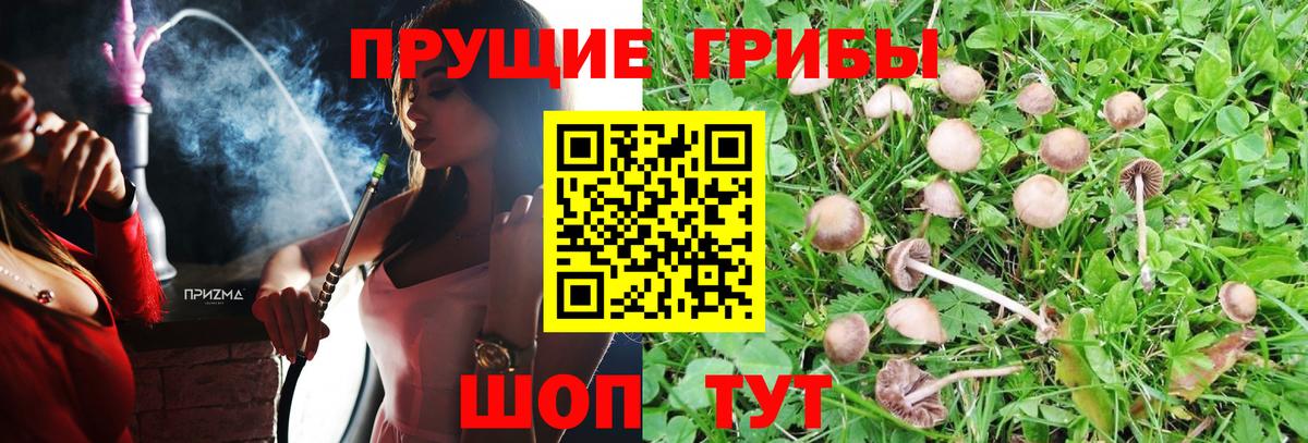 Галлюциногенные грибы Cubensis Тавда